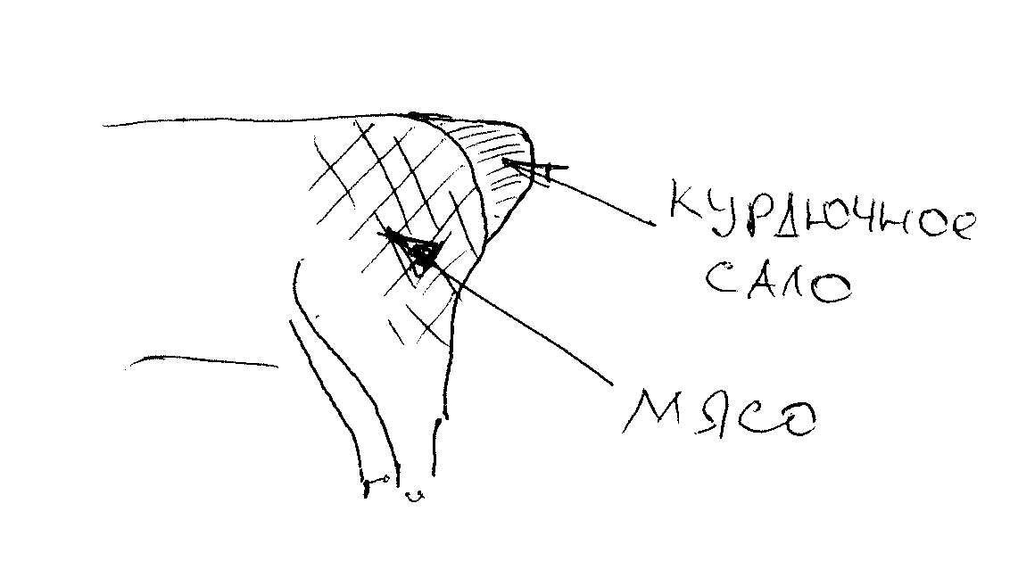 что такое курдючное сало